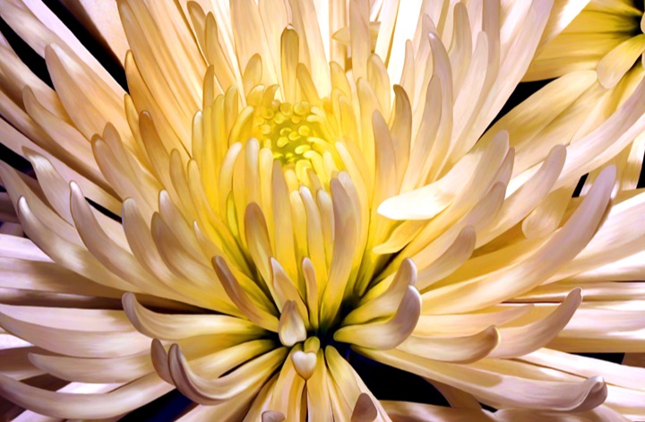 Chyrsanthmum